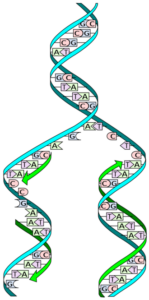 330px Unwound DNA Duplex