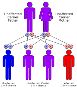 chromosome-functions-in-animal-cell