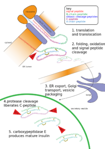 800px Insulin path.svg