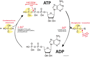 ADP ATP cycle