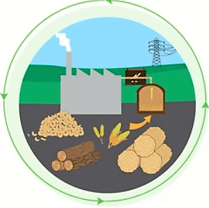 Chemical Energy Example of Biomass 