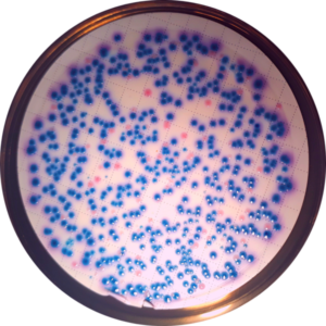 coliform bacteria examples