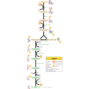 Glycolysis 2