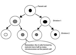 genetic diversity in meiosis