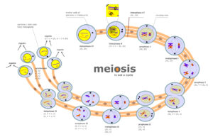 Meiosis diagram