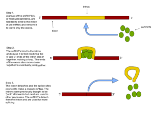 protein-synthesis-structure