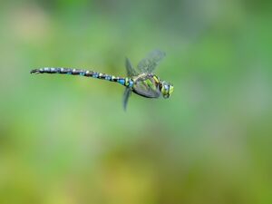 dragon fly gd11fd3059 640