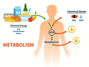 Chemical Energy Example of food