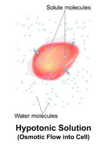 hypotonic solution examples