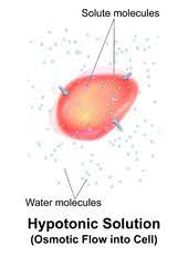  cell in a hypotonic solution
