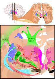 hypertonic vs hypotonic
