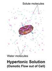 Hypertonic solution example
