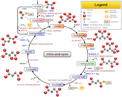 does the Krebs cycle produce water
