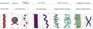 Chromatin vs chromatid