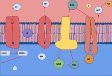 anaerobic respiration stages
