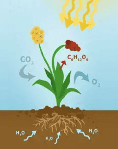 calvin cycle