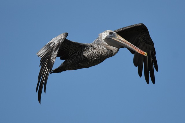 pelecanus occidentalis gd03649958 640