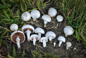 1024px Agaricus campestris michoacan