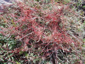 Cuscuta Epithymum as a parasitic plant example