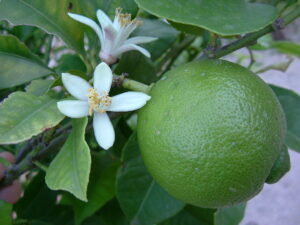 1024px Lime Blossom