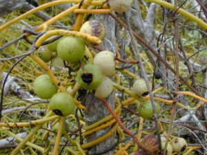 Cassytha filiformis is a parasitic plant example