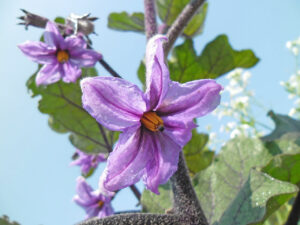 Brinjal flower as a hypogynous flower