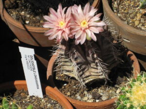 1280px Gymnocalycium mihanovichii 2