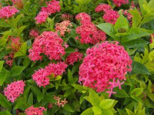 1280px Ixora coccinea Rubiaceae