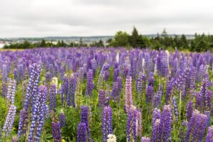 Lupin Flower as a hypogynous flower