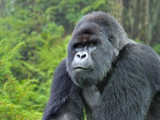 17l7fosr27 Mountain Gorilla Silverback WW22557