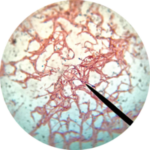 200px Bacillus subtilis endospore stain