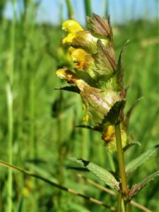 Yellow Rattle as a parasitic plant example