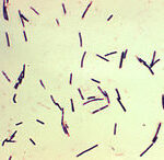 Clostridium perfringens as Non motile Bacteria Example