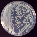 Enterobacter aerogenes as Non motile Bacteria Example