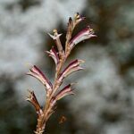 Beechdrops as a parasitic plant example