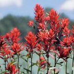 Wyoming Indian Paintbrush as a parasitic plant example