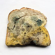 220px Slice of bread with mould 1