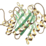 Triose-phosphate isomerase as isomerase enzyme example