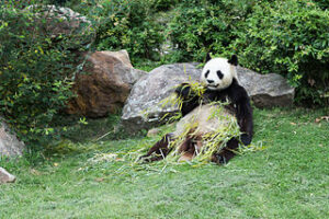 320px Ailuropoda melanoleuca Panda geant 445