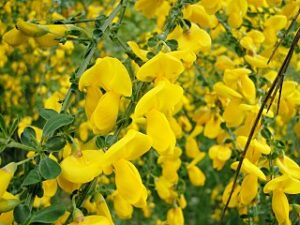 320px Cytisus scoparius by Danny S. 001