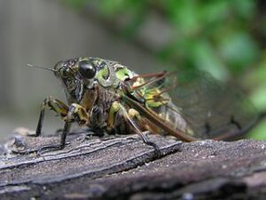 320px Large cicada 01