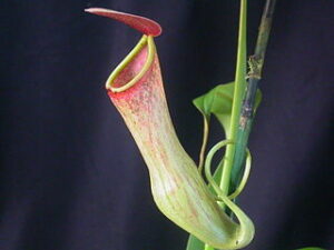 320px Nepenthes khasiana