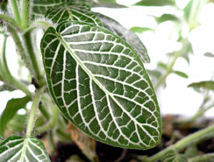 330px Acanthaceae leaf