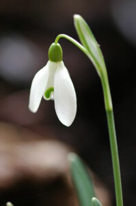 398px 2010 02 25 Schneeglockchen Snowdrop Galanthus nivalis 2