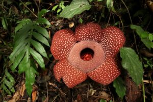 Rafflesia Mira is a parasitic plant example