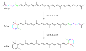 Structural formula of Lycopene epsilon cyclase as isomerase enzyme  example 