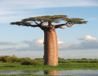 800px Adansonia grandidieri04