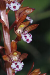 Corallorhiza Orchids