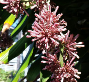 800px Dracaena Fragrans Massangeana Honolulu