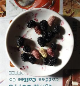 800px Mulberries of different species